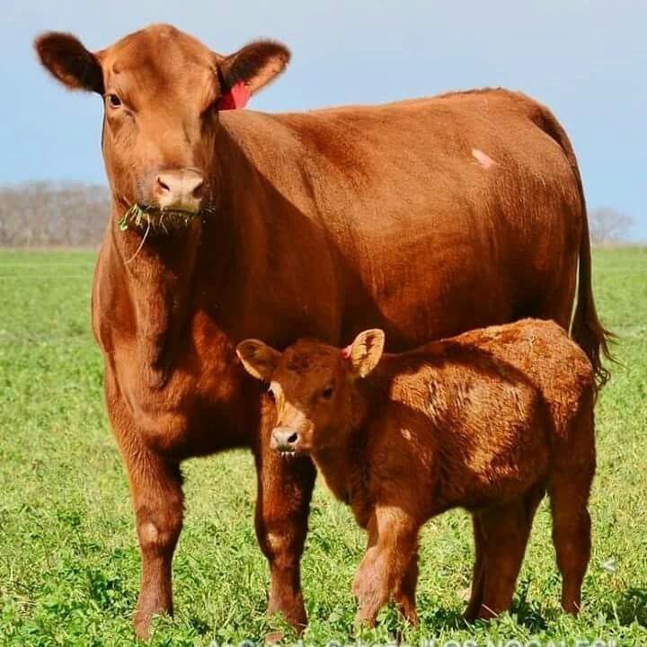 majestuosa vaca angus colorada con impecable cria en un campo verde